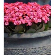 Kardeş Kanı Çiçeği Kan Kardeş Çiçeği İthal Kalanchoe 20 Cm