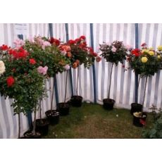 Baston Gül Standard Roses 175 Cm