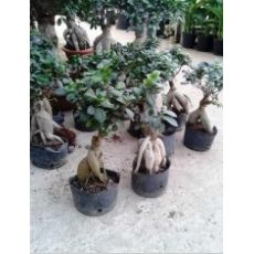 Ginseng Bonzai Bonsai İthal 20-30 Cm