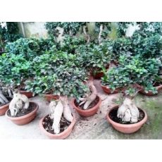 Ginseng Bonzai Bonsai İthal 35-40 Cm