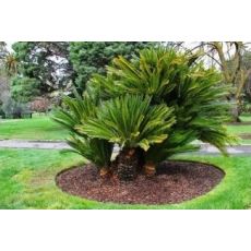 Sikas Cycas Revoluta 100-110 Cm Yapraklı Boyu