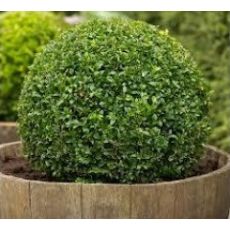 Osmanlı Top Şimşir  İthal Buxus Sempervirens Faulkner 35-40 Cm Çapı