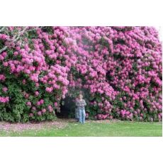 Orman Gülü İthal Rhododendron Pembe Çiçekli