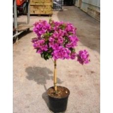 Begonvil Fidanı Çiçeği Tijli Bougainvillea Glabra 100-120 Cm