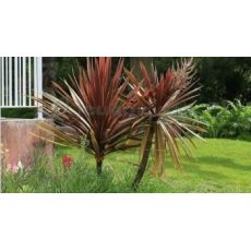 Kızıl Kordilin İthal Cordyline Australis Purpurea