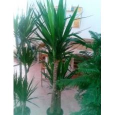 Yukka Bitkisi Yucca Massengena 3 lü Dikim 120-130 Cm