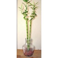 Spiral Bambu İthal 50 Cm