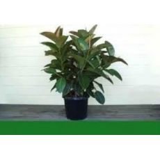 Kauçuk Bitkisi Ficus Elastica 80 Cm