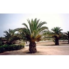 Fenix palmiye yalancı hurma Palmiyesi Phoenix Canariensis 40 Cm Gövde boyu