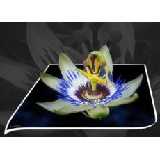 Çarkıfelek Saat Çiçeği Passiflora Caerulea 120-130 Cm