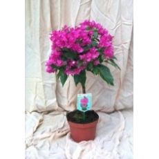 Begonvil Fidanı Çiçeği Tijli Bougainvillea 40-50 Cm