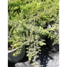 Yayılıcı Ardıç Juniperus 3 lü Dikim