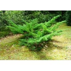 Yatay Ardıç Yatık Ardıç Juniperus horizontalis 25-35 Cm