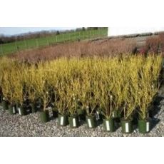 Süs Kızılcığı Sarı Gövdeli Cornus Alba Sibirica 30-35 Cm