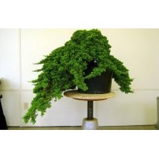 Sürünücü Ardıc İbuki Ardıcı Bodur Juniperus Procumbens Nana 20-30 Cm Çapı