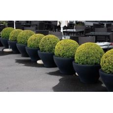 Osmanlı Top Şimşir Buxus Sempervirens faulkner 15-20 Cm