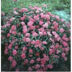 Japon İspiryası Spiraea japonica Crispa 