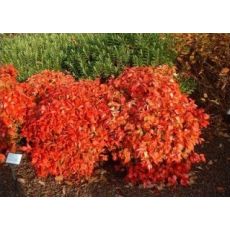 Bodur Nandina Cennet Bambusu Domestica Fire Power Nana 30-35 Cm Çapı