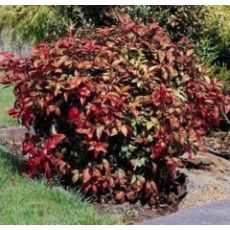 Bodur Nandina Cennet Bambusu Domestica Fire Power Nana 20-25 Cm Çapı