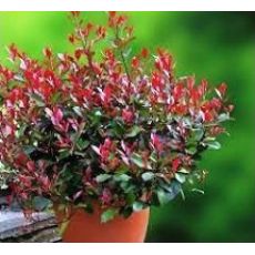 Bodur Alev Ağacı Çalısı Photinia Fraseri Little Red Robin Nana 20-25 Cm Çapı