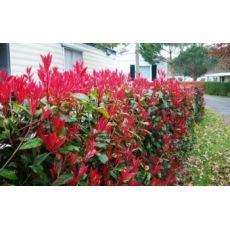 Bodur Alev Ağacı Çalısı Photinia Fraseri Little Red Robin Nana 45 Adet Fiyatıdır