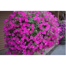 Çim Karanfili Alp Karanfili Dianthus Alpinus 15-20 Cm Çapında