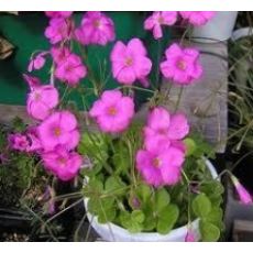 Yonca Pembe Çiçeki Oxalis Articulata 5 Adet Fiyatımızdır