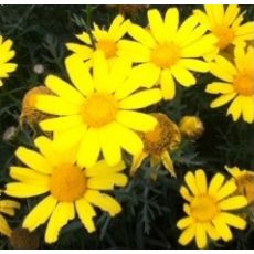 Sarı Papatya Çiçeği Euryops Pectinatus 30-40 Cm Çapında