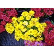 Kasımpatı Krizantem Çiçeği Chrysanthemum Krizantem