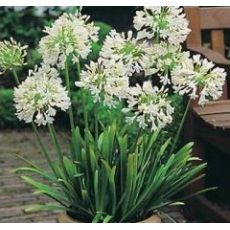 Agapanthus Afrika Zambağı Beyaz Çiçekli Agapanthus umbellatus 30-50 Cm