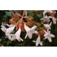 Abelya Güzellik Çalısı Abelia 20-30 Cm Çapı