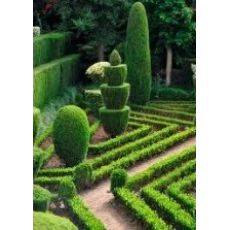 0smanlı Top Şimşir Buxus Sempervirens 15 Cm Çapı