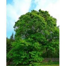 Çınar Ağacı Platanus Occidentalis 8-10 Çapında