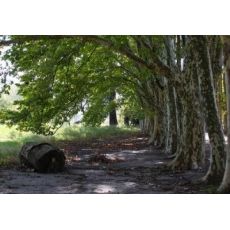 Çınar Ağacı Platanus Occidentalis 16-18 Cm Çapında