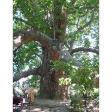 Çınar Ağacı Platanus Occidentalis 14-16 Cm Çapında