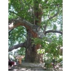 Çınar Ağacı Platanus Occidentalis 120-140 Cm