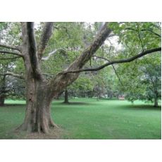 Çınar Ağacı Platanus Occidentalis 12-14 Cm Çapında