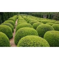 Osmanlı Top Şimşir İthal Buxus Sempervirens Faulkner 40-45 Cm Çapı