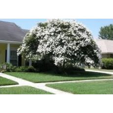Oya Fidanı Ağacı Lagerstromia İndica Beyaz Çiçekli 10-12 çap 200-220 cm