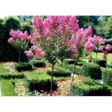 Oya Fidanı Ağacı Lagerstromia İndica 3-5 Cm Gövde Çevresi 200-230 cm