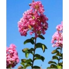 Oya Fidanı Ağacı Tijli Lagerstromia İndica 35-45 Cm