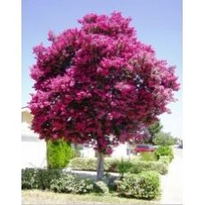 Oya Fidanı Ağacı Lagerstromia İndica 30-40 Cm