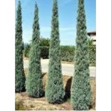 Mavi Selvi Mavi Servi Aşılı Cupressus Sempervirens Arizona Glauca