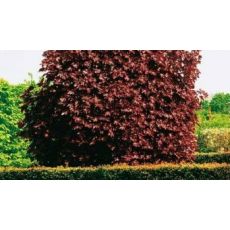 Kırmızı Çınar Yapraklı Akcaagaç Acer platanoides Crimson King 40-60 Cm