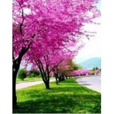 Erguvan Ağacı Erguvan Fidanı Cercis Siliquastrum  60-70 Cm