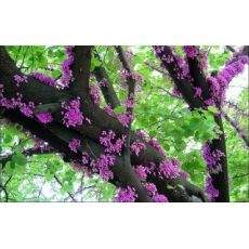 Erguvan Ağacı Cercis Siliquastrum Çalı Formlu 220-250 Cm