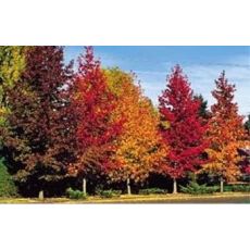 Amerikan Sığla Liquidambar Styraciflua 130-150 Cm