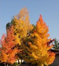 Amerikan Sığla Liquidambar Styraciflua 600-650 Cm