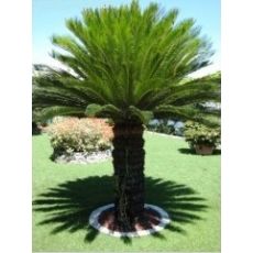 Sikas Cycas Revoluta 110-120 Cm Yapralı Boyu