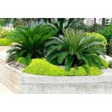 Sikas Cycas Revoluta Gövde boyu 40 Cm